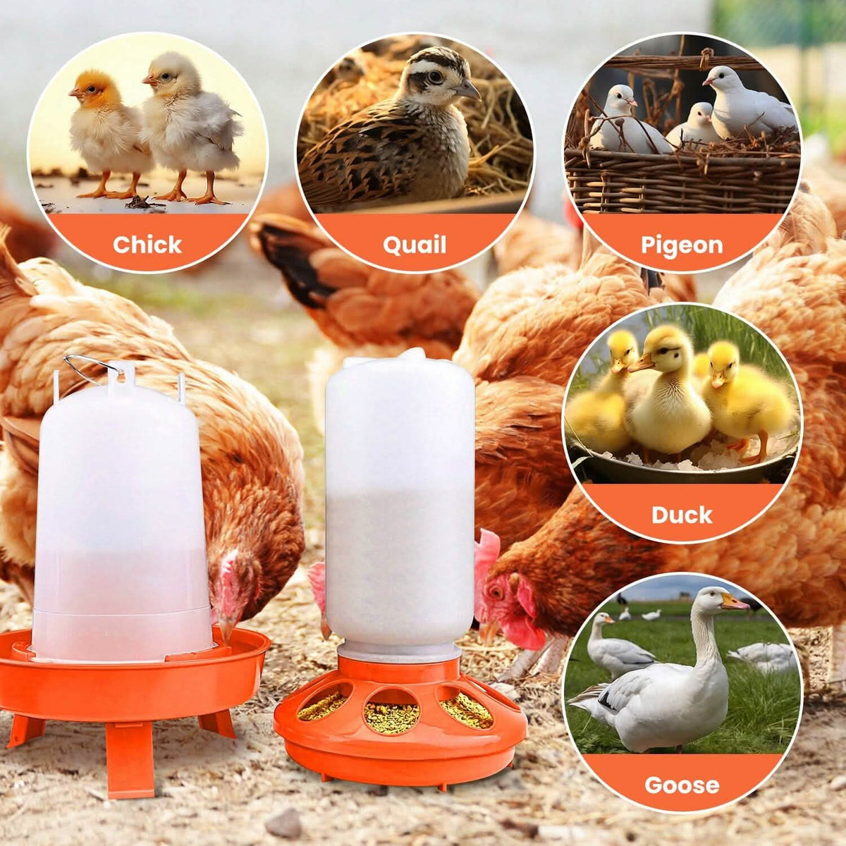 1.5L Chicken Feeder Adjustable Height Waterer Set - A-1 Thread Vault