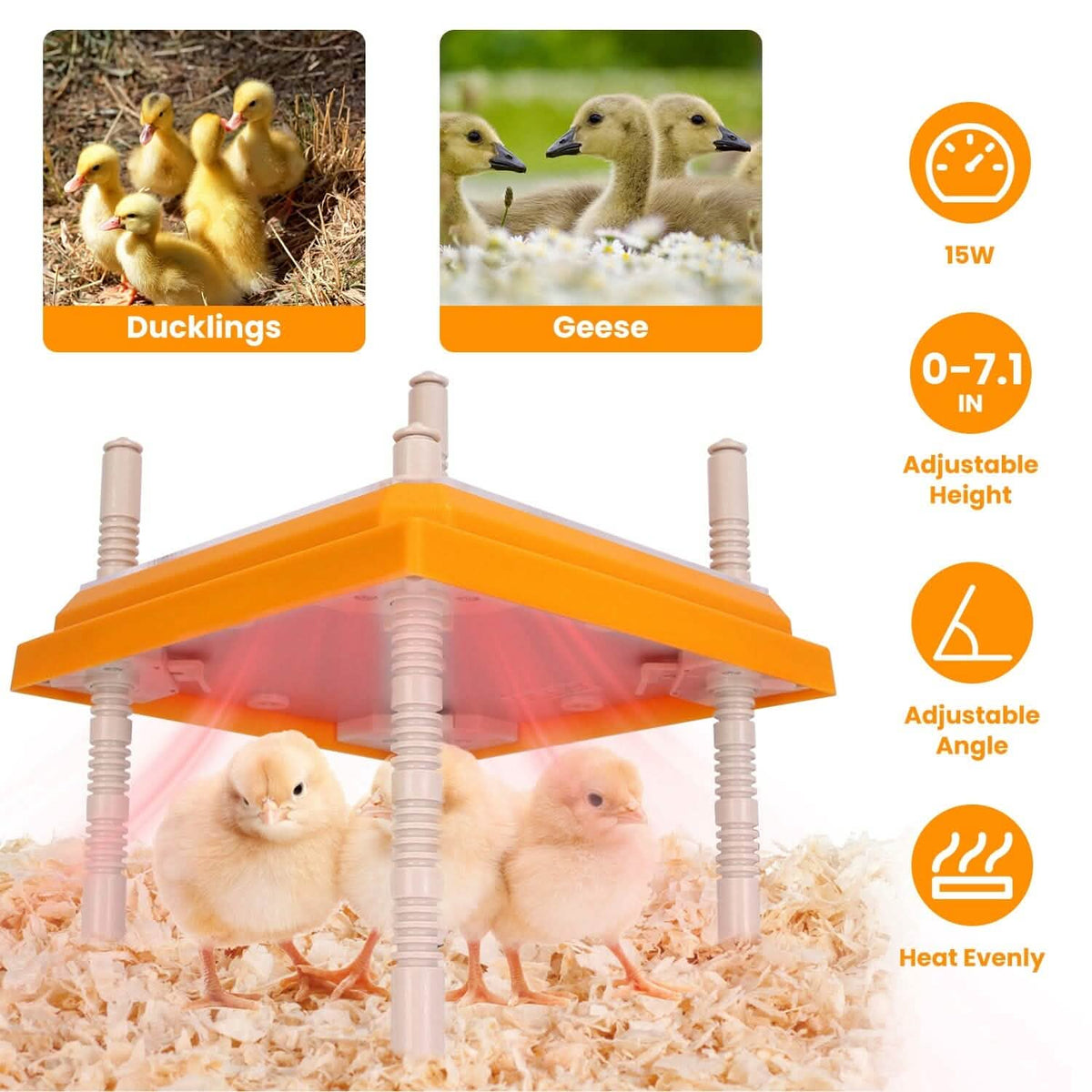 15W Chicken Brooder Heater with Adjustable Height Angle Max 131℉ - A-1 Thread Vault