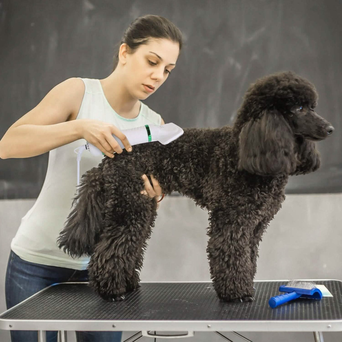 2-in-1 Multifunctional Pet Grooming Hair Dryer - A-1 Thread Vault