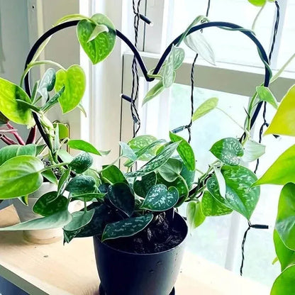 2-Pack: Heart-Shaped Plant Support Stake - A-1 Thread Vault