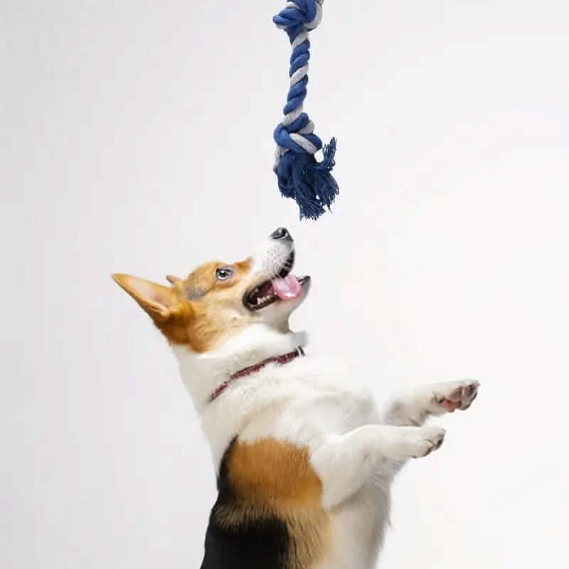 6-Pack: Durable Squeaky Dog Toys - A-1 Thread Vault