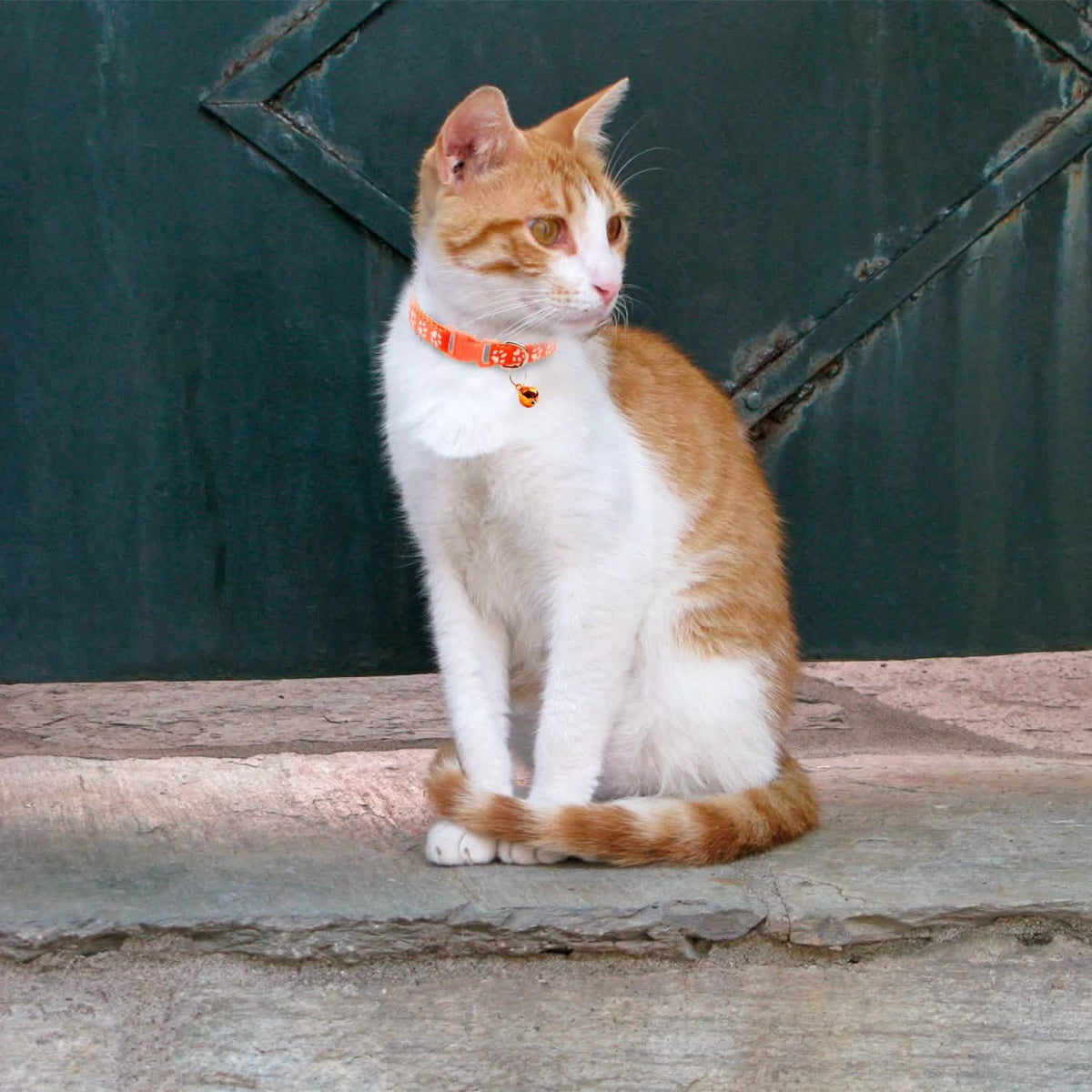 Ca2-Pack: Adjustable Kitten Collar with Bell Name Tag - A-1 Thread Vault