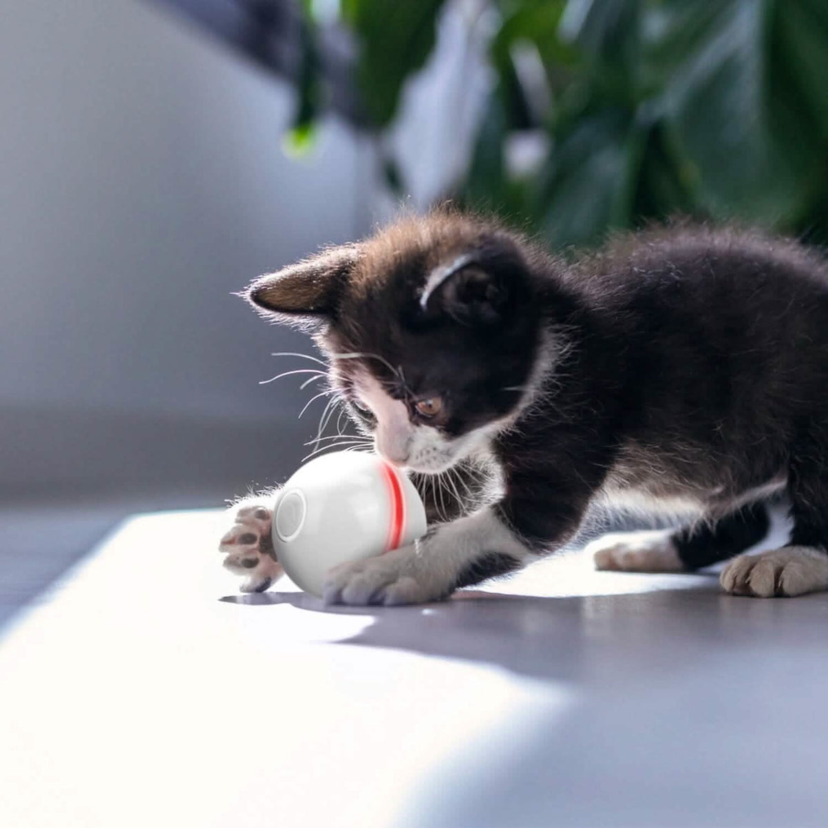 Cat Teaser Ball Automatic Self Rotating Interactive Cat Motion Exercise Toy - A-1 Thread Vault