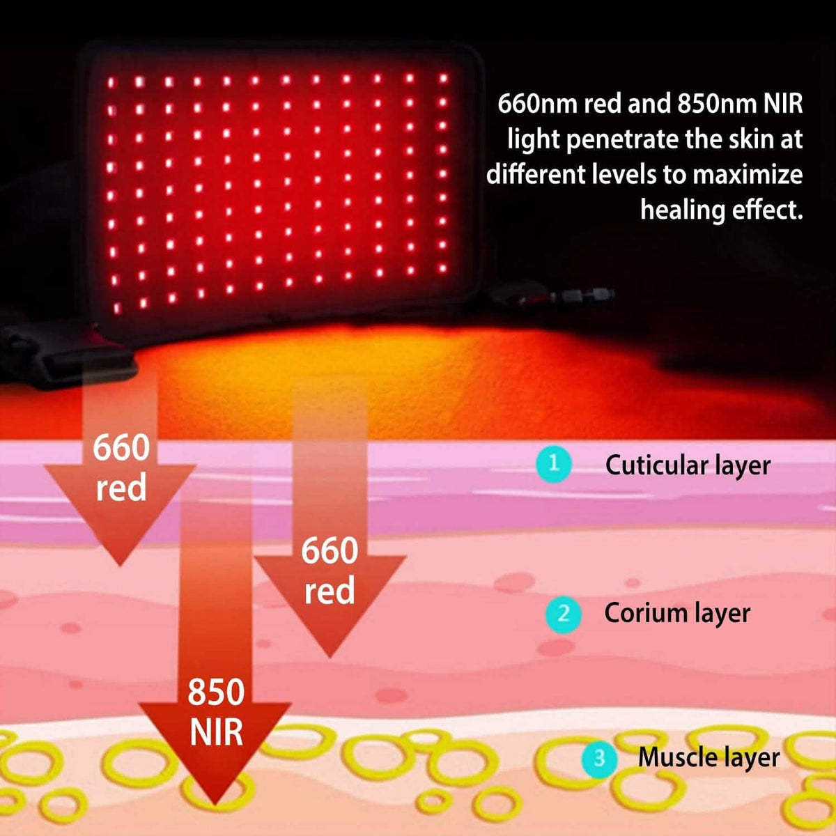 LED Red Light Therapy Belt - A-1 Thread Vault