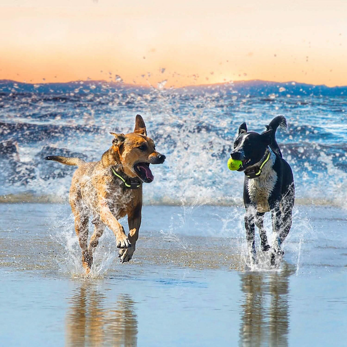 Rechargeable Waterproof Beep Vibration Static Stimulation Bark Stopper - A-1 Thread Vault