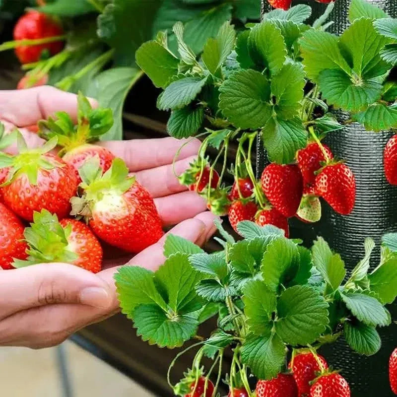 Upside Down Tomato Grow Bag - A-1 Thread Vault