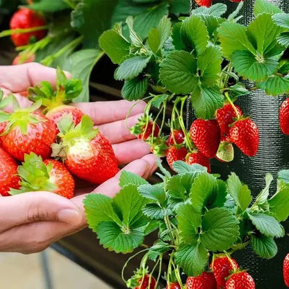 Upside Down Tomato Grow Bag - A-1 Thread Vault